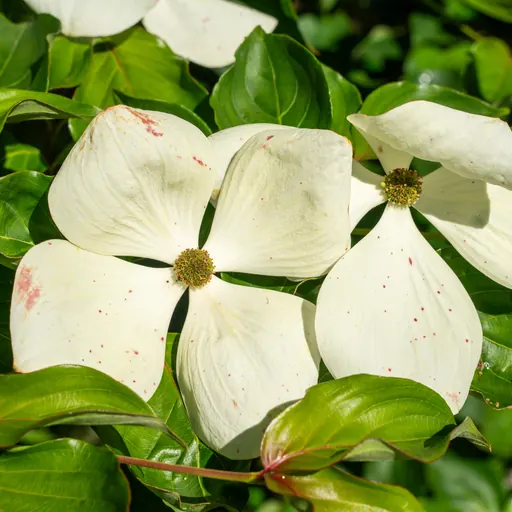 Cornus kousa 'Venus' — specimen