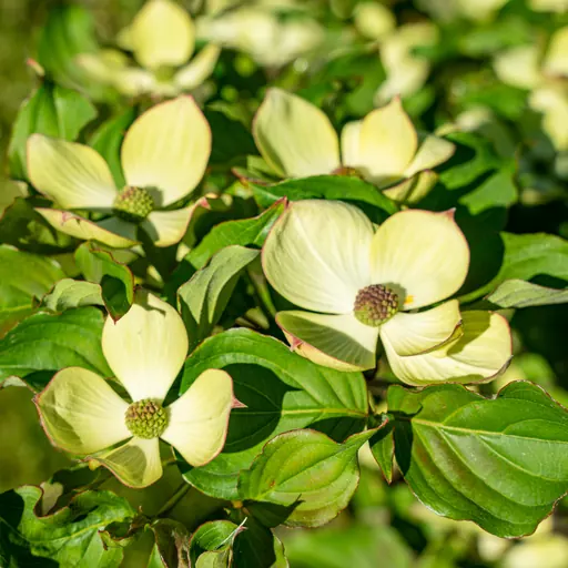 Cornus kousa 'Venus' — specimen