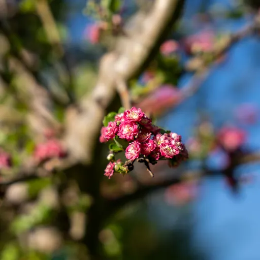 Crataegus laevigata 'Paul's Scarlet' — specimen