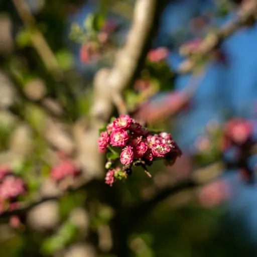 Crataegus laevigata 'Paul's Scarlet' — specimen