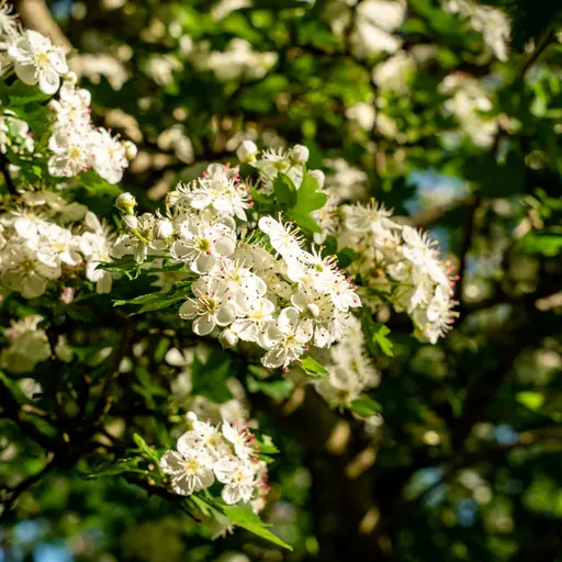 Crataegus monogyna — specimen