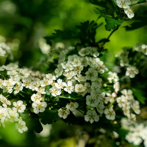 Crataegus monogyna — specimen