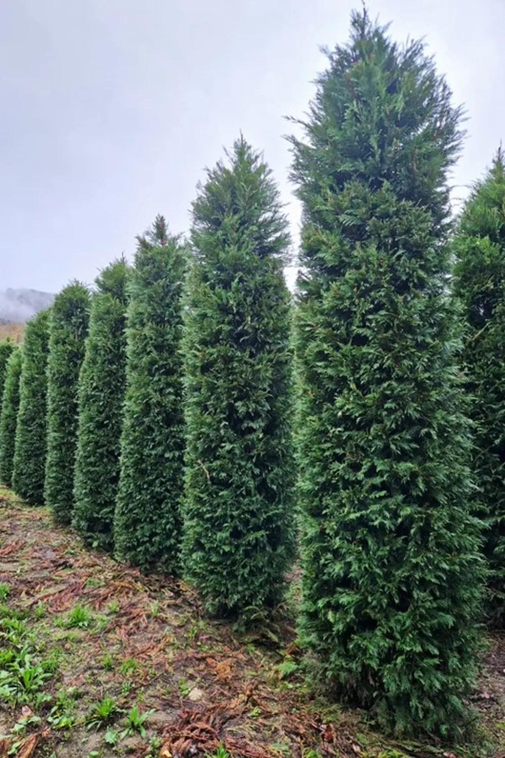 Cupressus leylandii — specimen