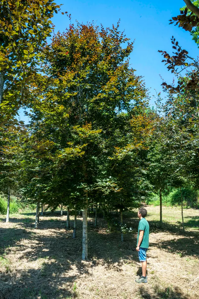 Fagus sylvatica 'Atropurpurea' — specimen