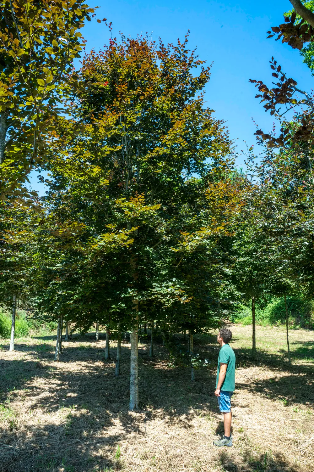Fagus sylvatica 'Atropurpurea' — specimen