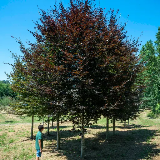 Fagus sylvatica 'Atropurpurea' — specimen