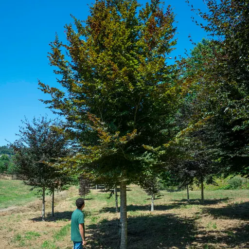 Fagus sylvatica 'Atropurpurea' — specimen