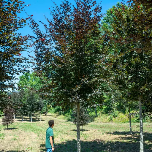 Fagus sylvatica 'Atropurpurea' — specimen