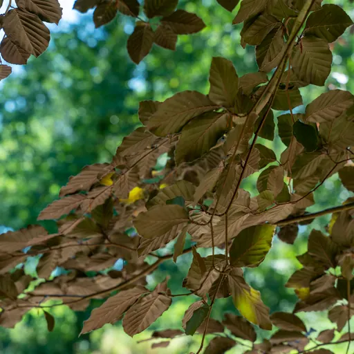 Fagus sylvatica 'Atropurpurea' — specimen