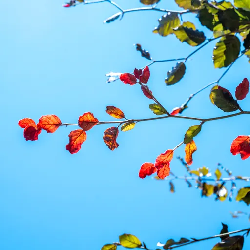 Fagus sylvatica 'Atropurpurea' — specimen