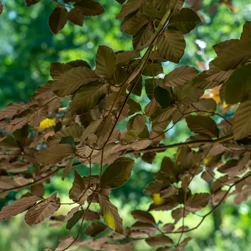 Fagus sylvatica 'Atropurpurea' — specimen