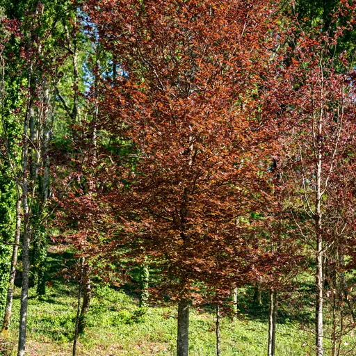 Fagus sylvatica 'Atropurpurea' — specimen