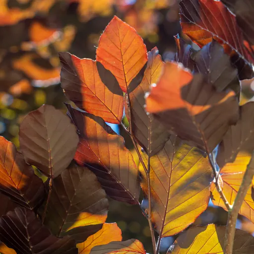 Fagus sylvatica 'Atropurpurea' — specimen