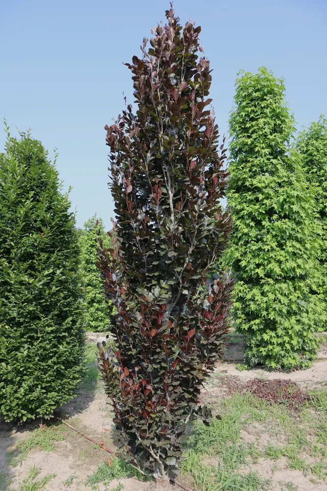 Fagus sylvatica 'Dawyck Purple' — specimen
