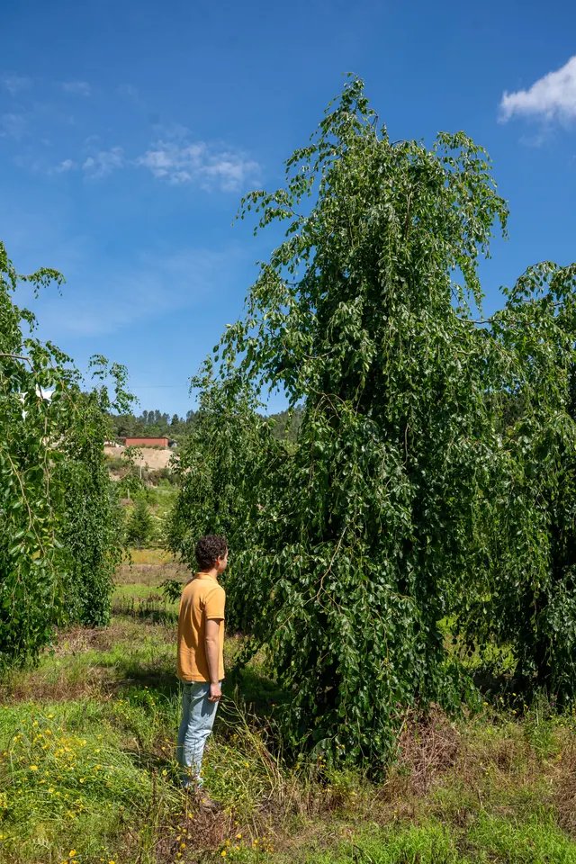 Fagus sylvatica 'Pendula' — specimen