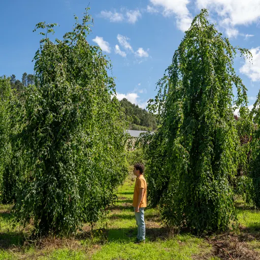 Fagus sylvatica 'Pendula' — specimen
