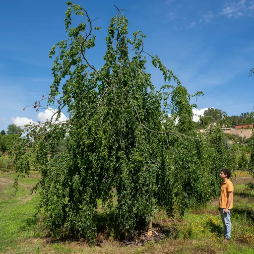 Fagus sylvatica 'Pendula' — specimen