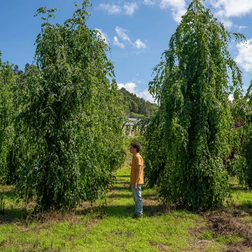 Fagus sylvatica 'Pendula' — specimen