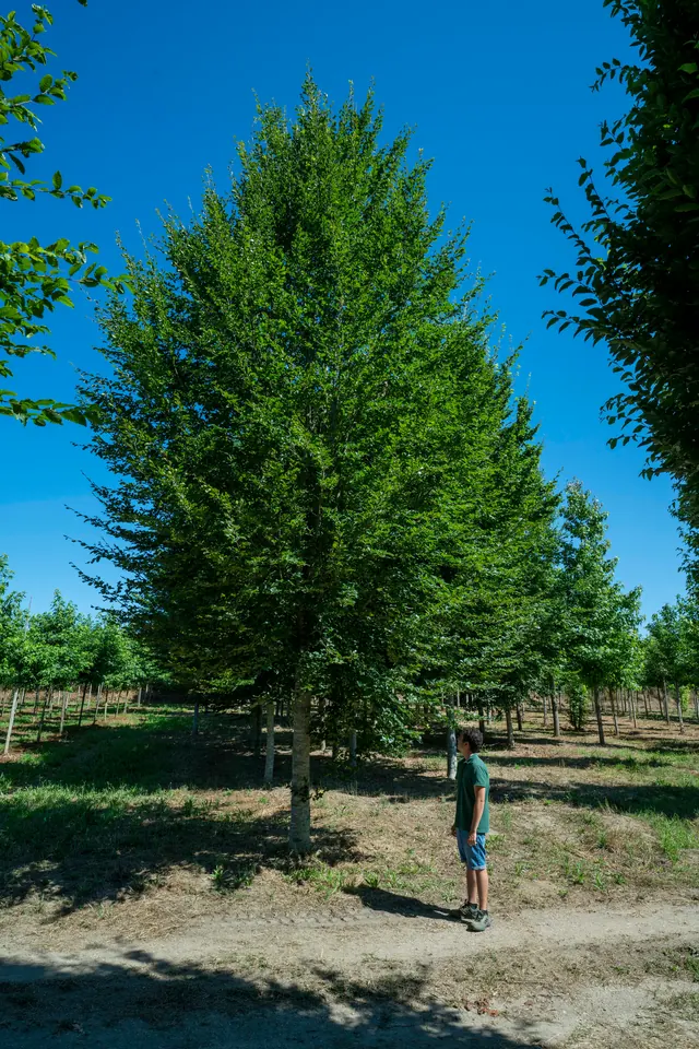 Fagus sylvatica — specimen