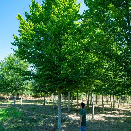 Fagus sylvatica — specimen