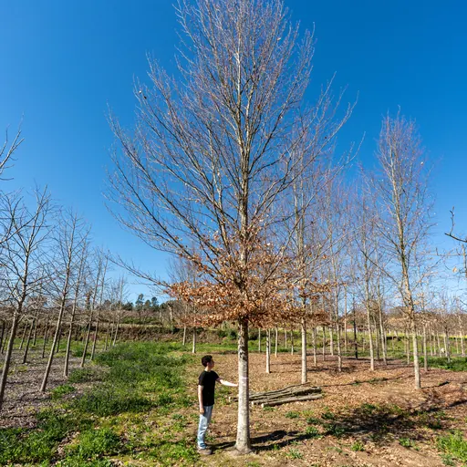Fagus sylvatica — specimen