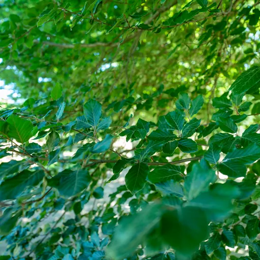 Fagus sylvatica — specimen