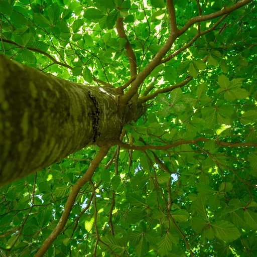 Fagus sylvatica — specimen
