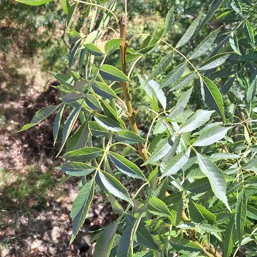 Fraxinus angustifolia — specimen