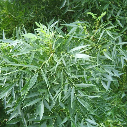 Fraxinus angustifolia — specimen