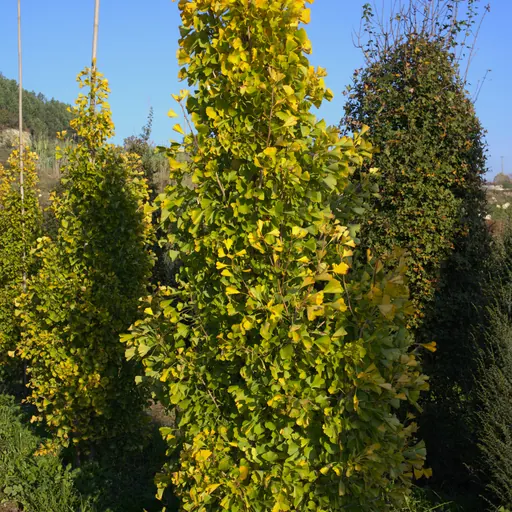 Ginkgo biloba 'Blagon' — specimen