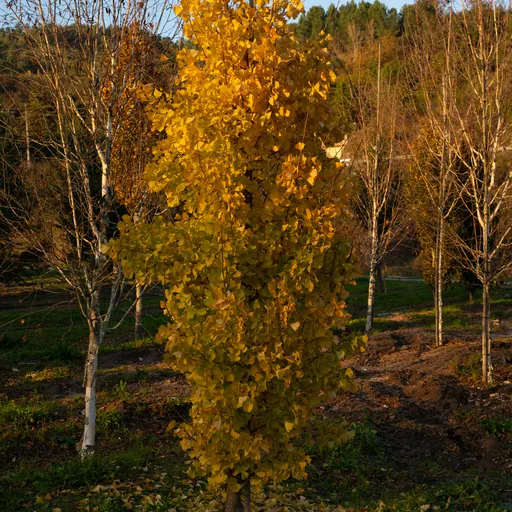 Ginkgo biloba 'Blagon' — specimen