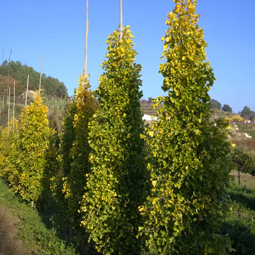 Ginkgo biloba 'Blagon' — specimen