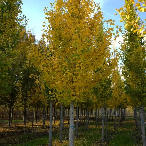 Ginkgo biloba — specimen