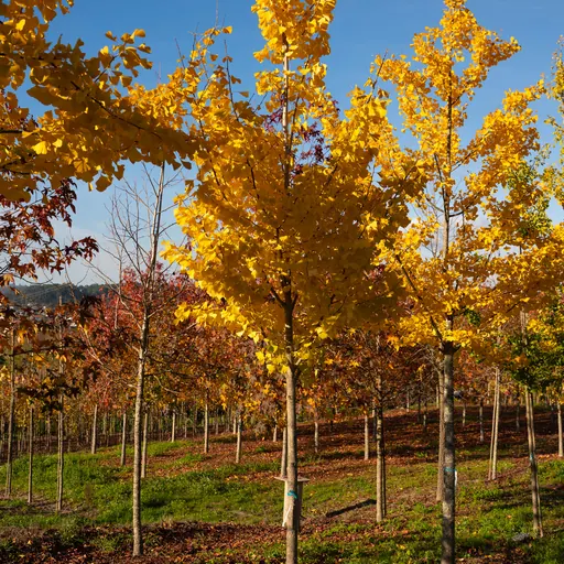 Ginkgo biloba — specimen