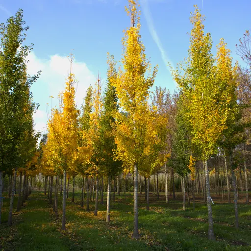 Ginkgo biloba — specimen