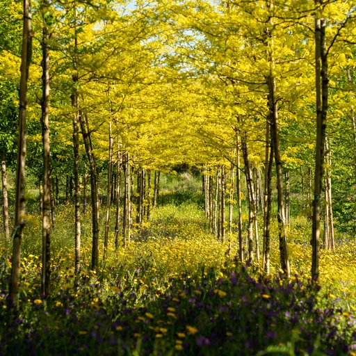 Gleditsia triacanthos 'Sunburst' — specimen