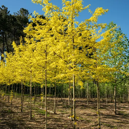 Gleditsia triacanthos 'Sunburst' — specimen
