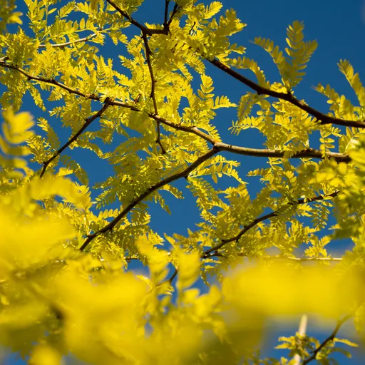 Gleditsia triacanthos 'Sunburst' — specimen