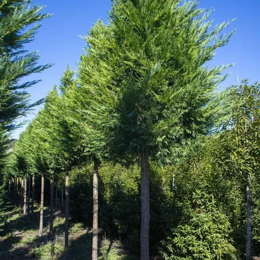 ×Hesperotropsis leylandii — specimen
