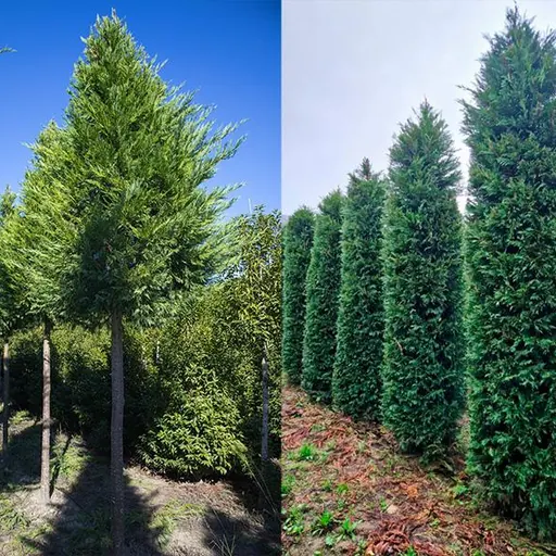 ×Hesperotropsis leylandii — specimen