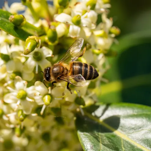 Ilex mutchagara 'Nellie R. Stevens' — specimen