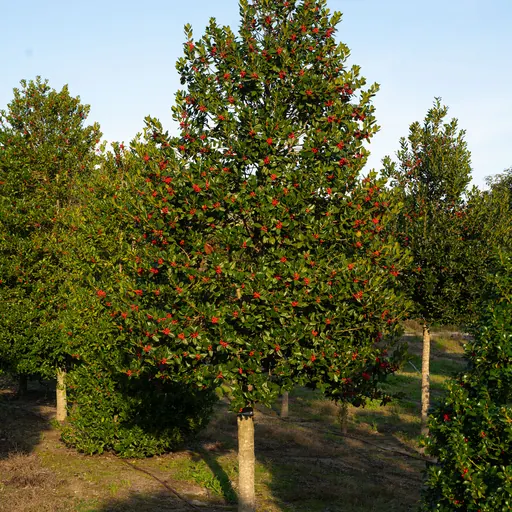 Ilex mutchagara 'Nellie R. Stevens' — specimen