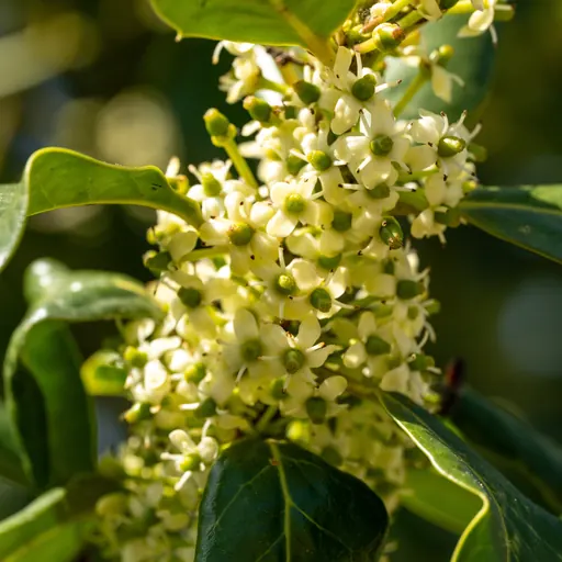 Ilex mutchagara 'Nellie R. Stevens' — specimen