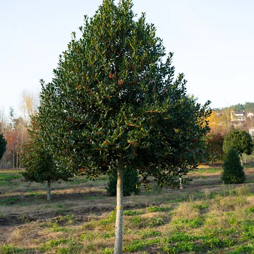 Ilex mutchagara 'Nellie R. Stevens' — specimen
