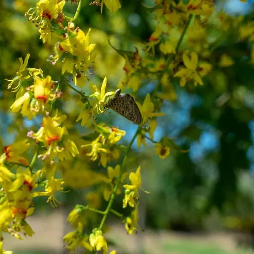 Koelreuteria paniculata — specimen
