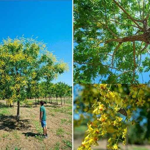 Koelreuteria paniculata — specimen