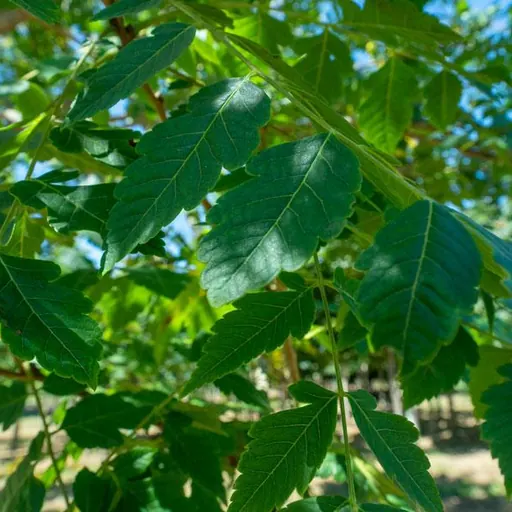 Koelreuteria paniculata — specimen