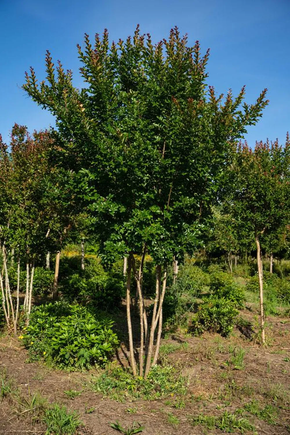 Lagerstroemia indica 'Rosea Nova' — specimen