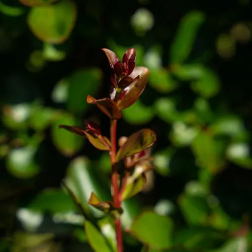 Lagerstroemia indica 'Rosea Nova' — specimen