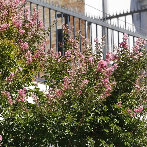Lagerstroemia indica 'Violacea' — specimen